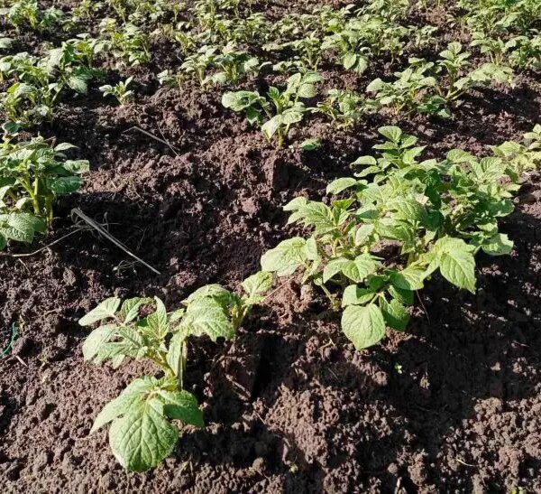 Що трапиться, якщо посадити картоплю поруч із гарбузом: загроза для всієї ділянки