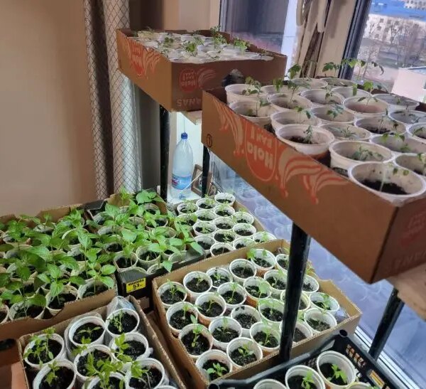 Шкідники поруч: чому мошки в розсаді — вирок і як їх позбутися&hellip;