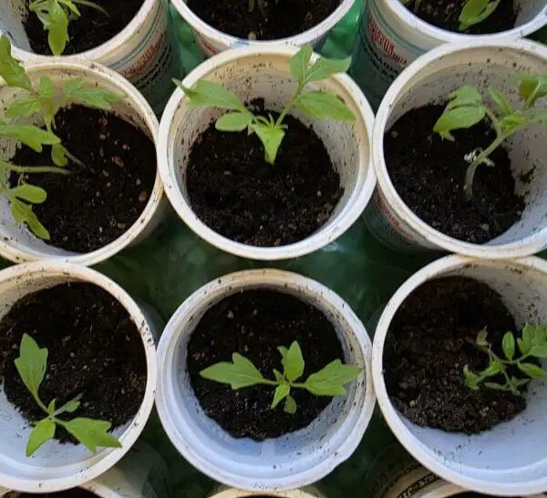 Без чорної ніжки: як поливати розсаду, щоб грибок оминув ваші посадки.