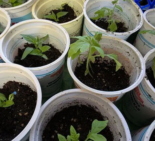 Готуємо склянки: скільки отворів потрібно зробити на дні для ідеального дренажу