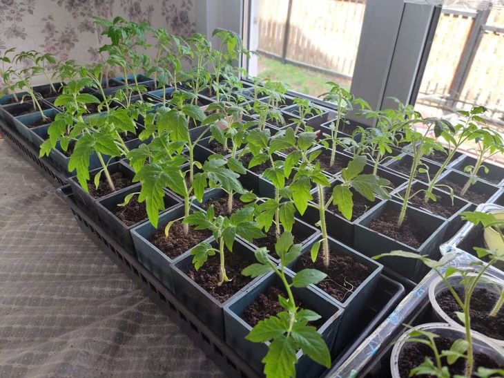 Навіщо розсаді йод: чарівний засіб для майбутнього врожаю