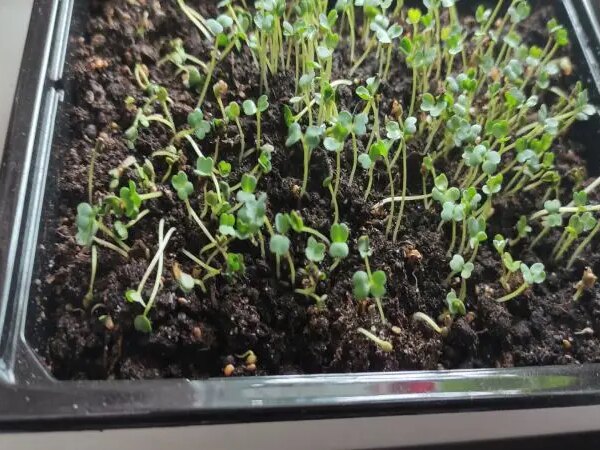 Не хочете поратися? Яку розсаду можна не пікірувати та отримати відмінний урожай