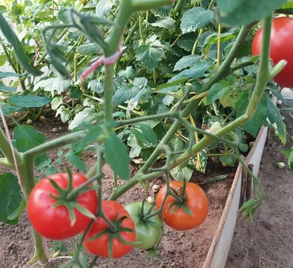 Лунки-пастки: навіщо класти риб'ячі голови та яєчну шкаралупу під коріння томатів