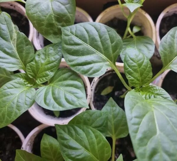 Сусіди по грядці: які квіти захистять розсаду перців від попелиці без хімії