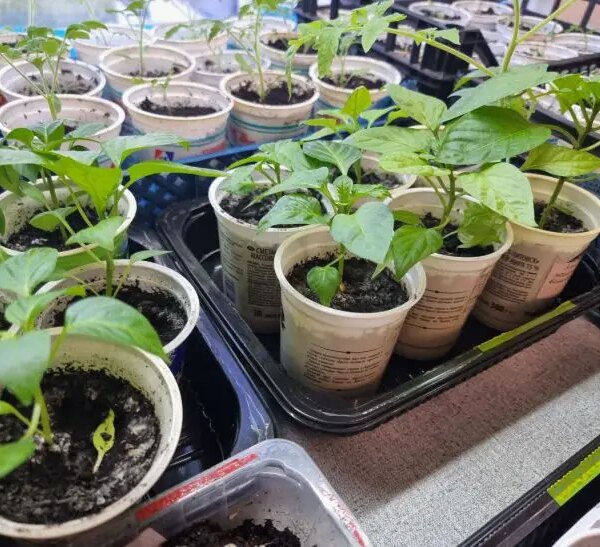 Дачники, схаменуйтеся: яке насіння перців не зійдуть ніколи, навіть при ідеальному догляді