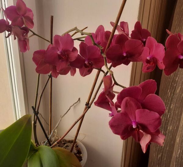 Навіщо поливати квіти перекисом: пишне цвітіння гарантоване