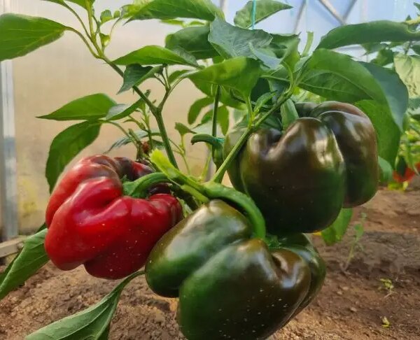 Як отримати товсті стінки перцю: підживлення, про яке мовчать у магазинах