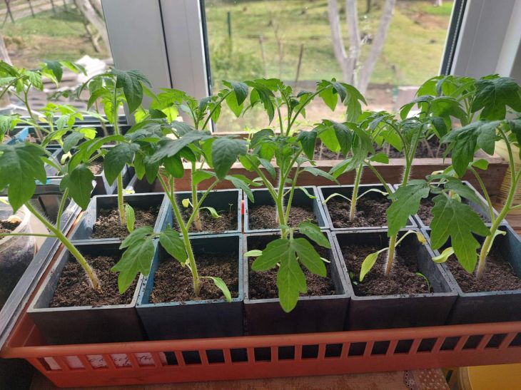 Що класти в лунку під час посадки томатів: копійчаний засіб для солодких&hellip;