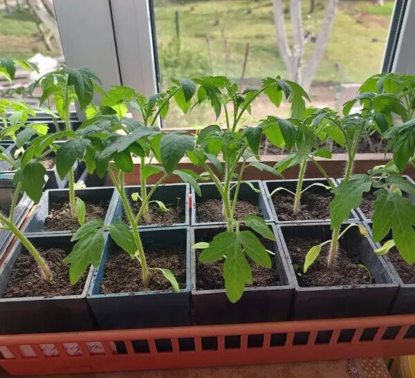 Міцні, як дуб: чому розсада помідорів худа і що терміново робити