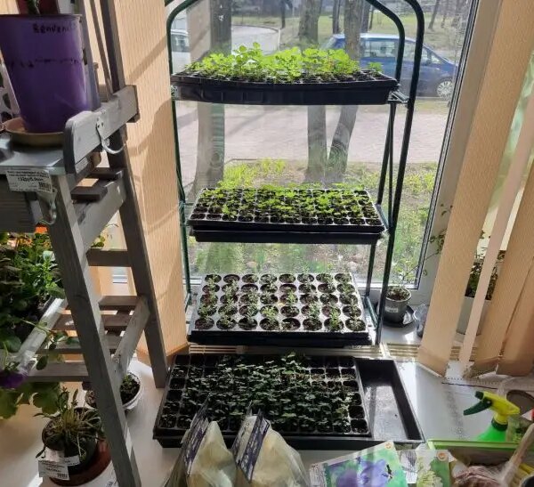 Міцна, як дуб: як гартувати розсаду на балконі і не загробити її&hellip;