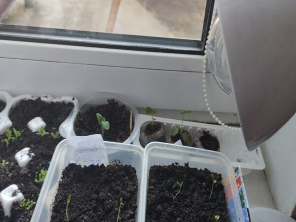 Рятуємо розсаду: чому вона гине у перші ж дні