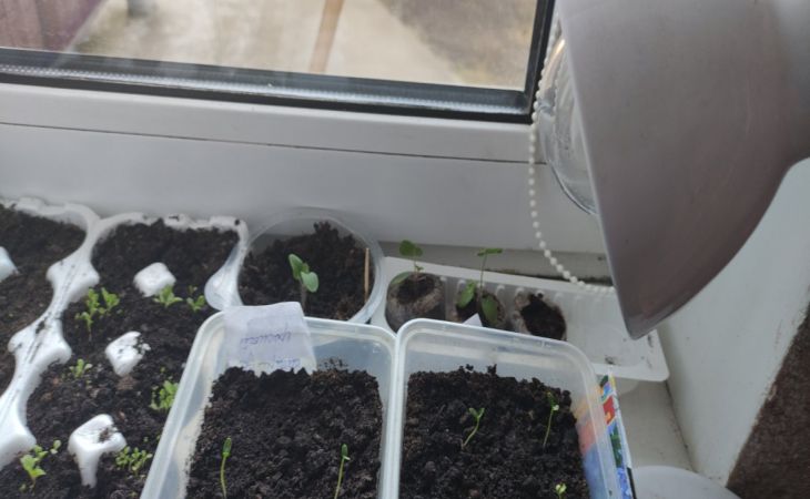 Рятуємо розсаду: чому вона гине у перші ж дні