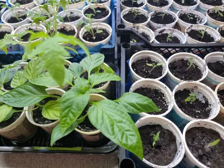 Коли пікірувати перець: правило «золотої середини» для ніжного коріння