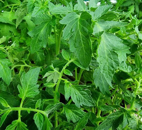 Переросла, що робити? Куди подіти довгі стебла при висадженні у відкритий ґрунт