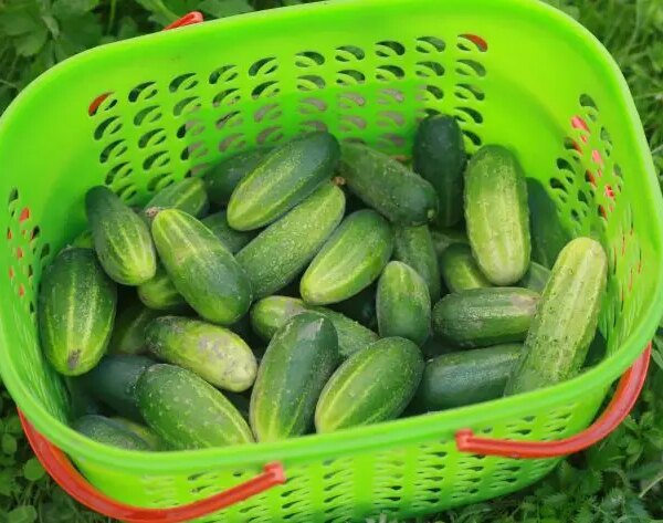 Як збирати огірки відрами: посадіть їх у бочку із сюрпризом