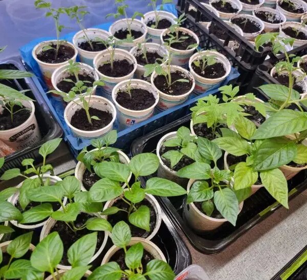 Що додати в ґрунт для баклажанів: розсада буде «кров з молоком»