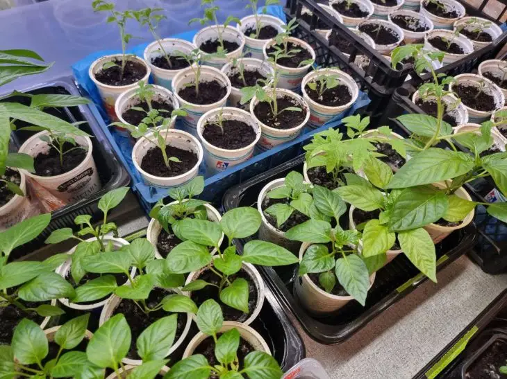 Що додати в ґрунт для баклажанів: розсада буде «кров з молоком»