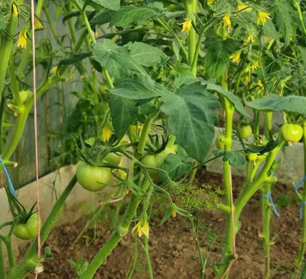 Коли садити помідори в ґрунт: термометр вам на допомогу, а не календар