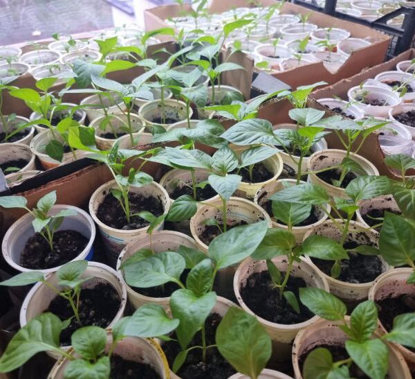 Пікірування без стресу: чому сіянці потрібно пересаджувати лише у вечірній час