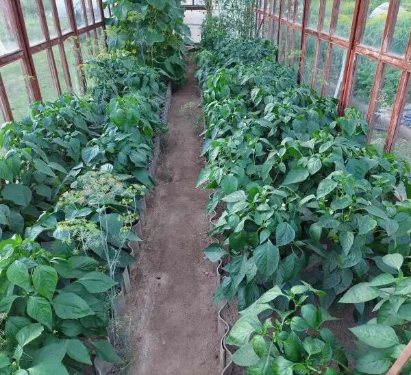 Як реанімувати розсаду перцю, якщо вона впала після заморозків