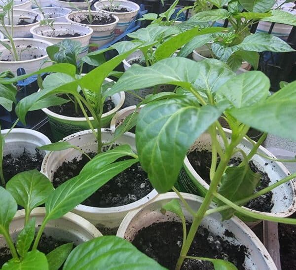 Готуємо грядку: що внести в ґрунт за 2 тижні до висадки розсади