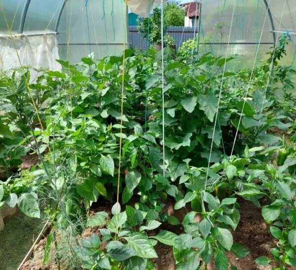 Чому баклажани скидають колір: ви не встежили за температурою