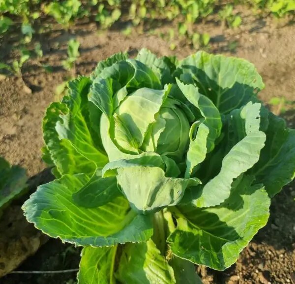 Що додати в лунку при посадці капусти: забудьте про гусениць