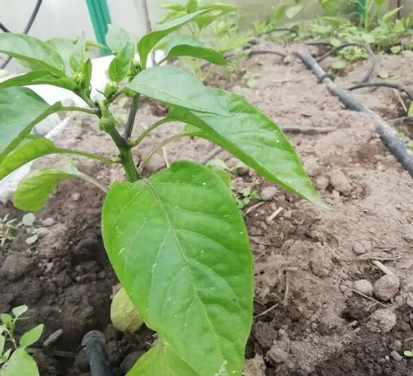 Сонцелюб: де поставити розсаду баклажанів, щоб не скинула бутони
