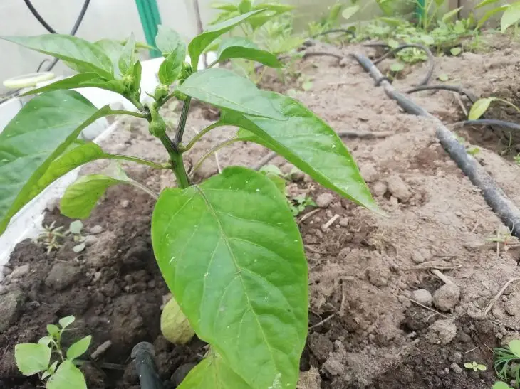 Сонцелюб: де поставити розсаду баклажанів, щоб не скинула бутони