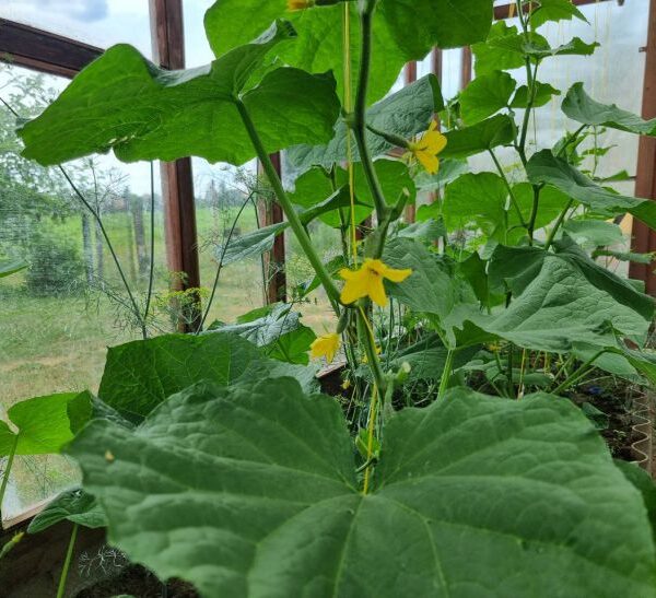 Чому огірки гірчать: стресова ситуація на грядці