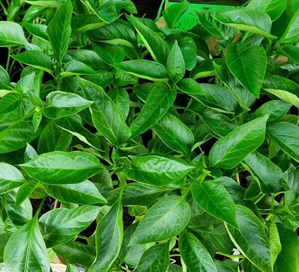 Ідеальний перець: чому не можна загущати посадки і на якій відстані садити…