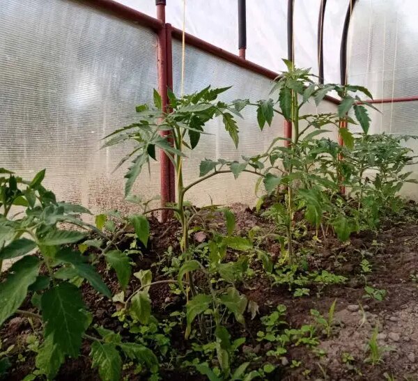 Секрет жують томатів: навіщо скручувати листя у розсади помідор