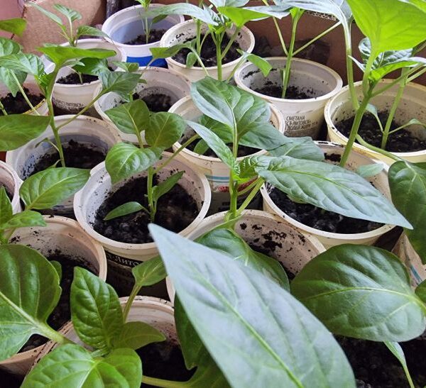 Тонка і бліда: як виправити розсаду, що витяглася, без пікірування