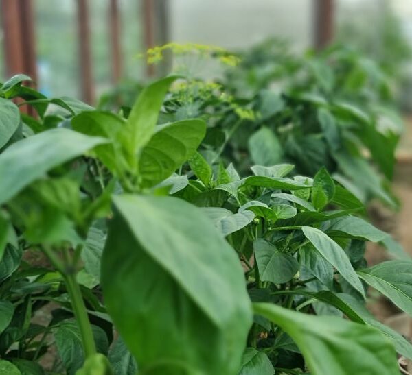 Дріжджове підживлення: навіщо досвідчені дачники напувають розсаду цим хмільним коктейлем