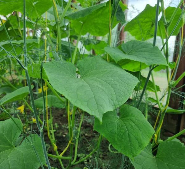 Коли сіяти огірки у відкритий ґрунт: орієнтир на березу та кульбаби