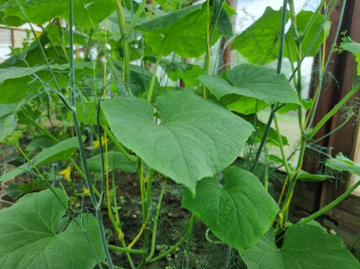 Коли сіяти огірки у відкритий ґрунт: орієнтир на березу та кульбаби