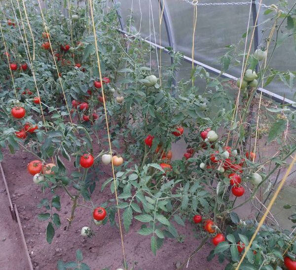 Що робити з пасинками: не викидайте, з них вийде шикарна грядка