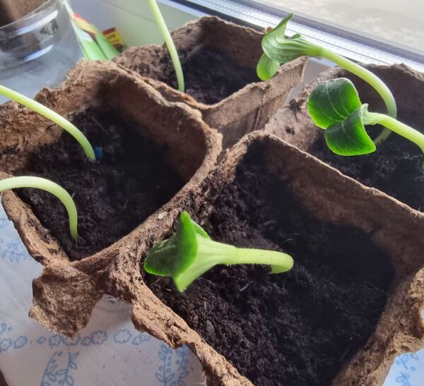 Міцніше, ніж стероїди: який народний настій змусить розсаду рости як на дріжджах