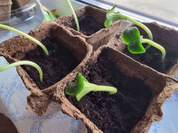 Міцніше, ніж стероїди: який народний настій змусить розсаду рости як на дріжджах рассада