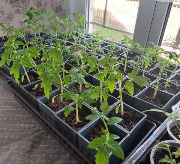 Глибше не означає краще: наскільки заглиблювати розсаду під час пікування