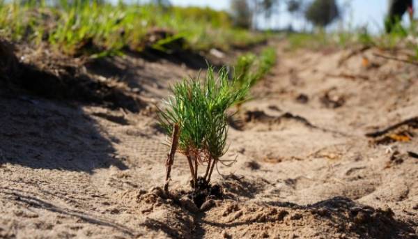 На Миколаївщині: відродження лісів після битв за місто.