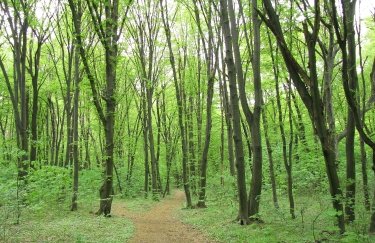 Де у Києві найбільше парків і зелених зон