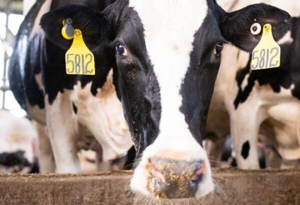 GEA покращила хмарну систему моніторингу стада CowScout