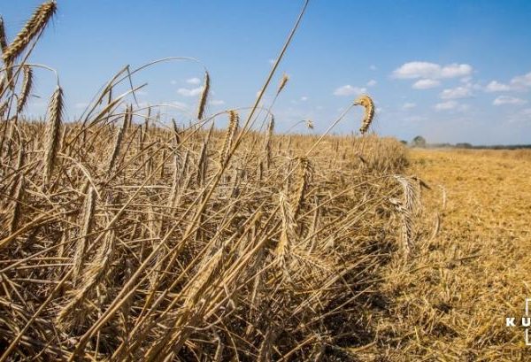 Українське жито стало менш конкурентоспроможним на міжнародному ринку, стверджує фахівець — КУРКУЛЬ
