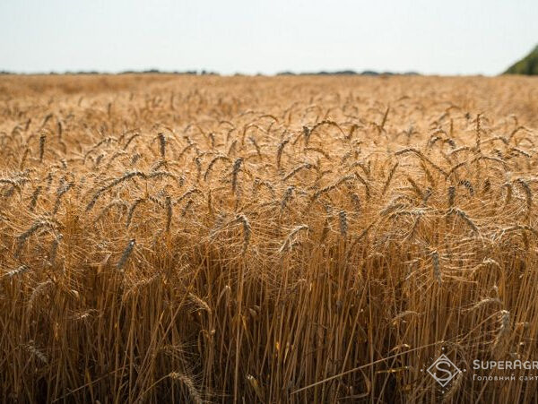 Збір врожаю на ТОВ починається з нестачі палива та зволікань з польовими роботами — SuperAgronom.com
