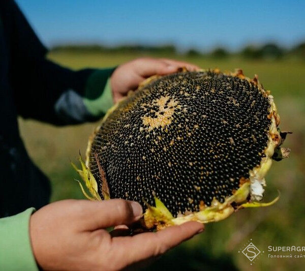 Зниження цін на соняшник через логістичні проблеми: переробники пропонують $15/т менше — SuperAgronom.com