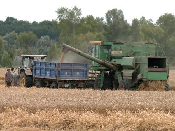 Врожай добрий, але вартість засмучує: на Чернігівщині зерно продають майже за половину торішньої ціни — SuperAgronom.com