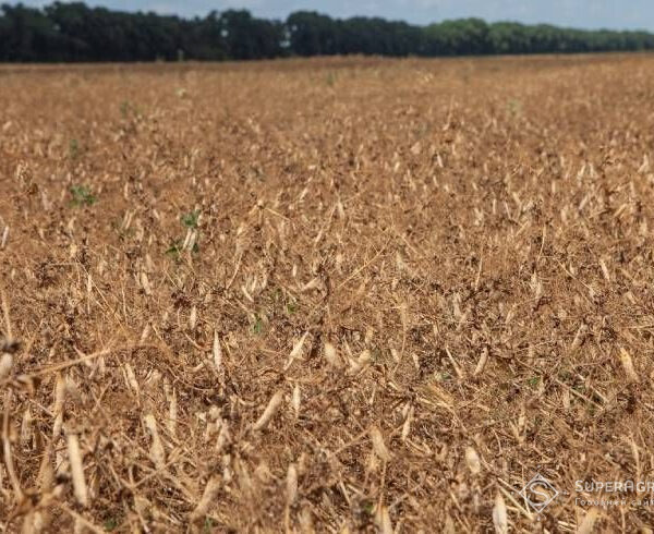 Збір гороху досягає середини: аграрії зорали 41% посівів — SuperAgronom.com