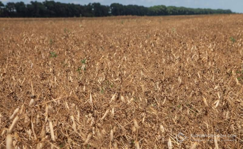 Ukraine Harvests Over 300 Thousand Tons of Peas, Odesa Leads Ukraine Harvests Over 300 Thousand Tons of Peas, Odesa Leads