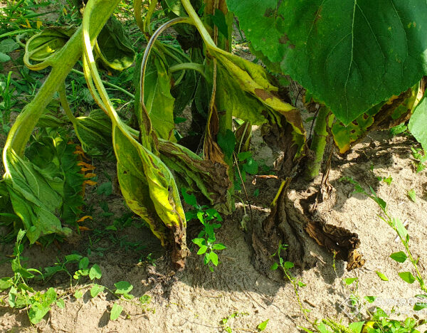 Як захистити врожай соняшника та сої від склеротініозу — SuperAgronom.com